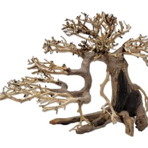 Naturescapes Dragon Bonsai Lg