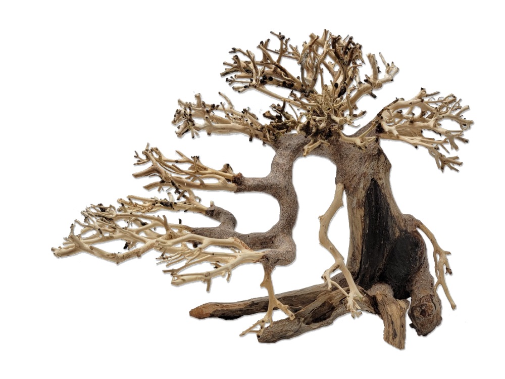 Naturescapes Dragon Bonsai Med