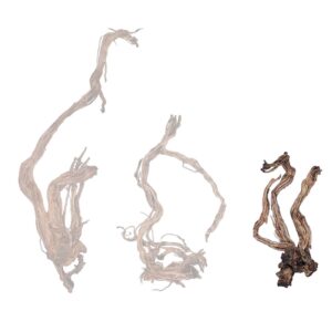 Naturescapes Dragon Root 24"-30" Small