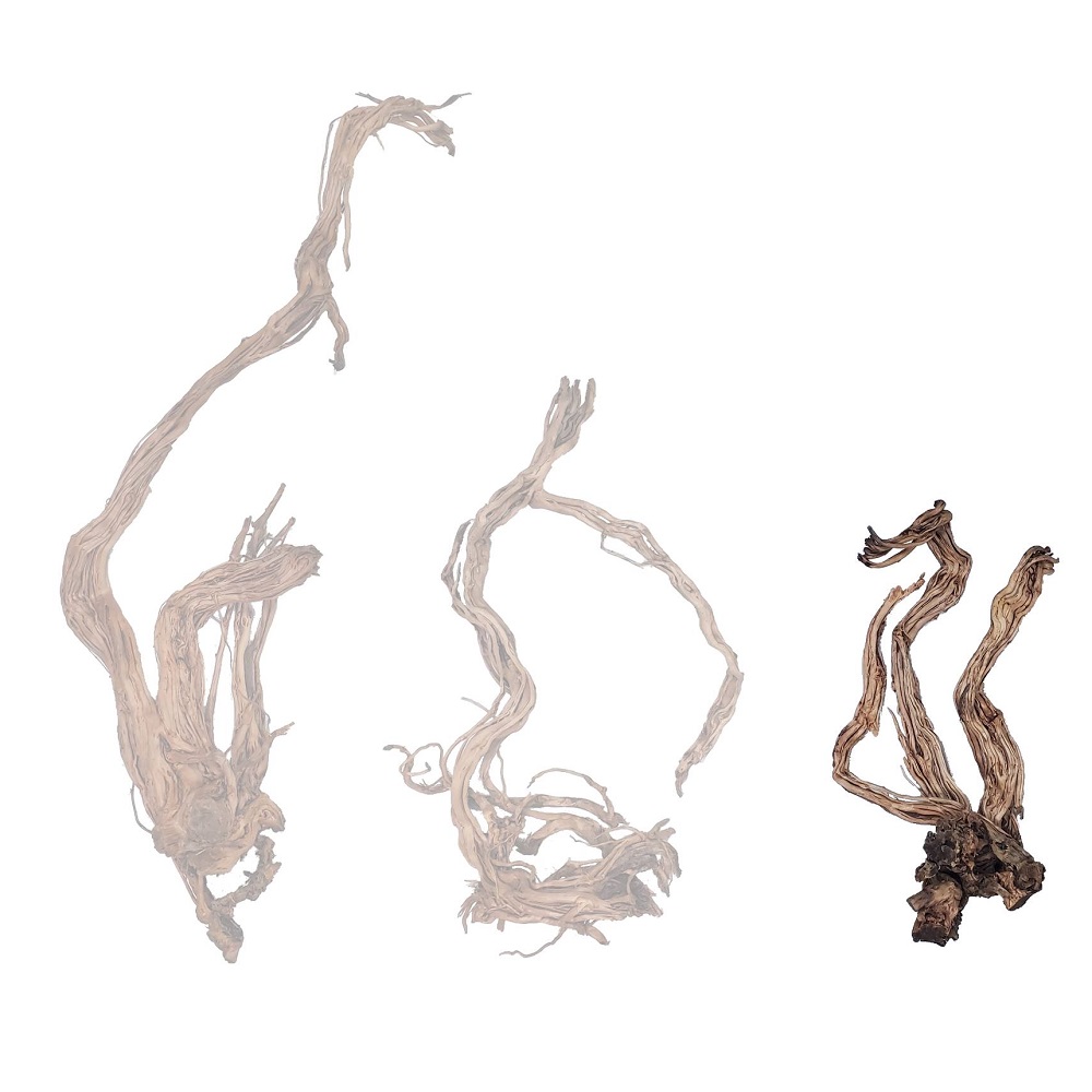 Naturescapes Dragon Root 24"-30" Small