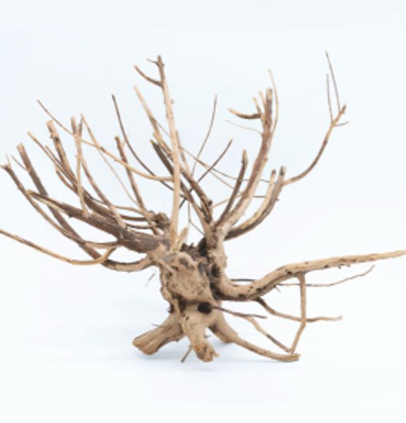 Naturescapes 8"-12" Pine Root XS