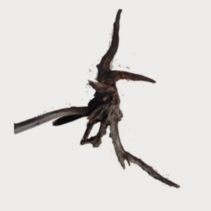 Naturescapes Saba Wood Lg 30"-45"